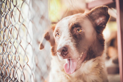 Mais de 100 cães resgatados de um criadouro ilegal