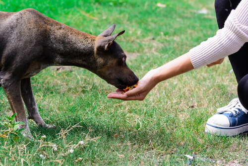 Cachorro comendo na mão