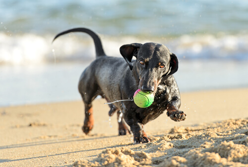 cachorro brincando com bola