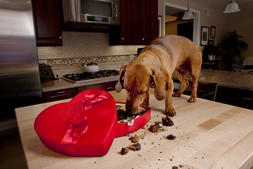 Cachorro comendo chocolates