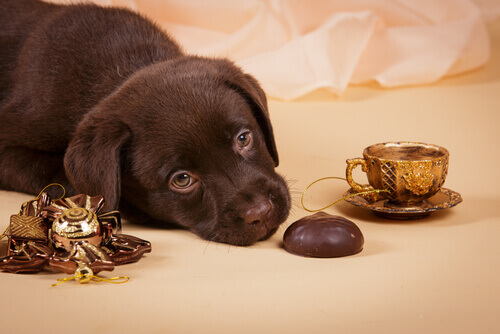 cachorro com chocolate