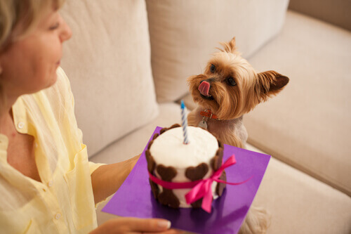 bolo de aniversário para cachorro