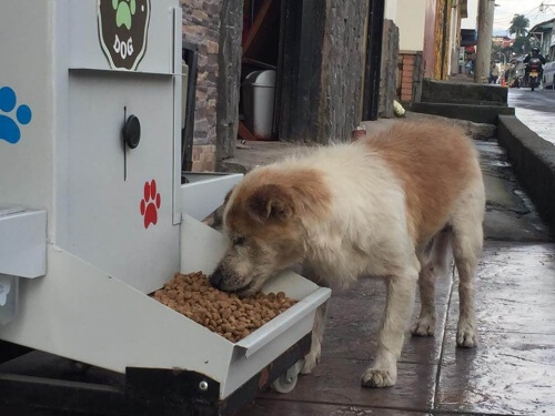 Cão de rua tem sede e fome: Quem vai alimentá-lo?