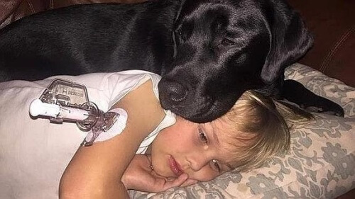 Um cão salva a um menino com diabetes enquanto dormia