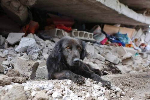 Terremoto no Equador: cão se nega a abandonar sua casa destruída
