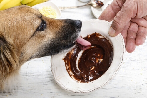 Cachorro lambendo chocolate