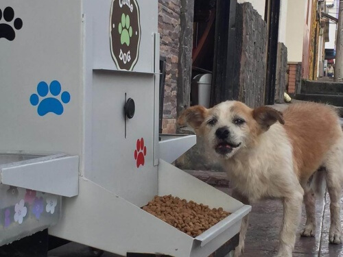 6000 cães beneficiados com o ComeDog