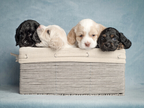 Como escolher o nome ideal para meu cão