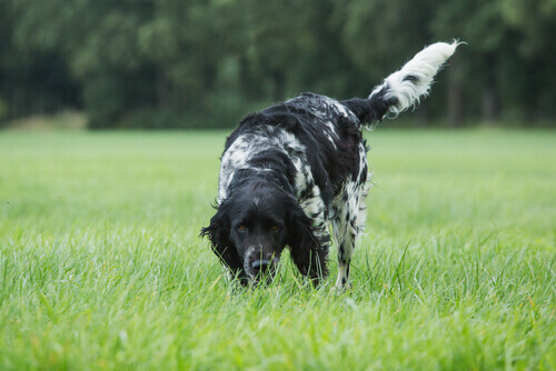 Estimular o olfato de seu cão