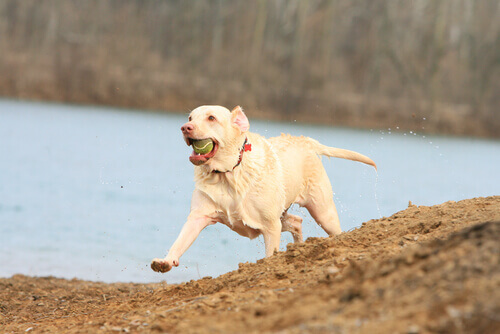 Como conseguir que seu cão emagreça