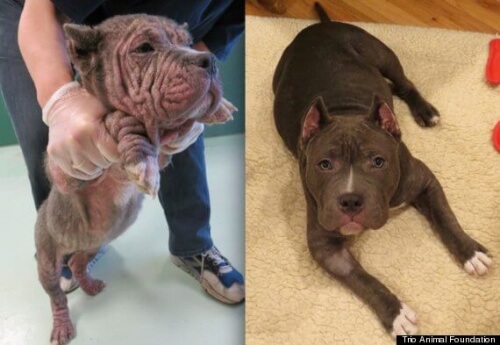 Fotos de cães antes e depois de serem resgatados