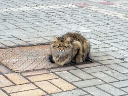 Um gato abandonado espera por seu dono há mais de um ano