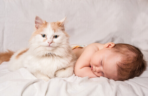 gato e bebê