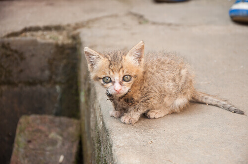Gatinho órfão
