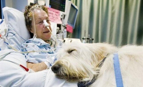 Hospital no Canadá permite a entrada de animais de estimação