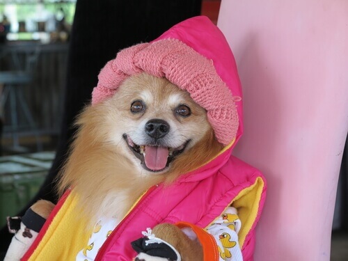 Cachorro com roupinha de frio