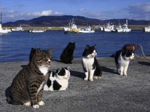 Ilha dos gatos pede doações em comida e recebe mais do que pode guardar