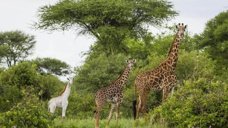 Girafas