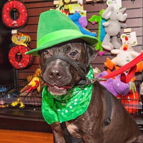 Jude, o Pitbull resgatado depois de ser obrigado durante anos a participar de brigas