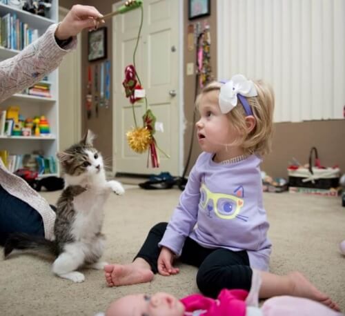 Melhores amigos: um gatinho de três patas é adotado por uma menina com um braço amputado