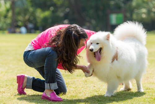 Amor entre cães e pessoas: como meu cão diz que me ama?