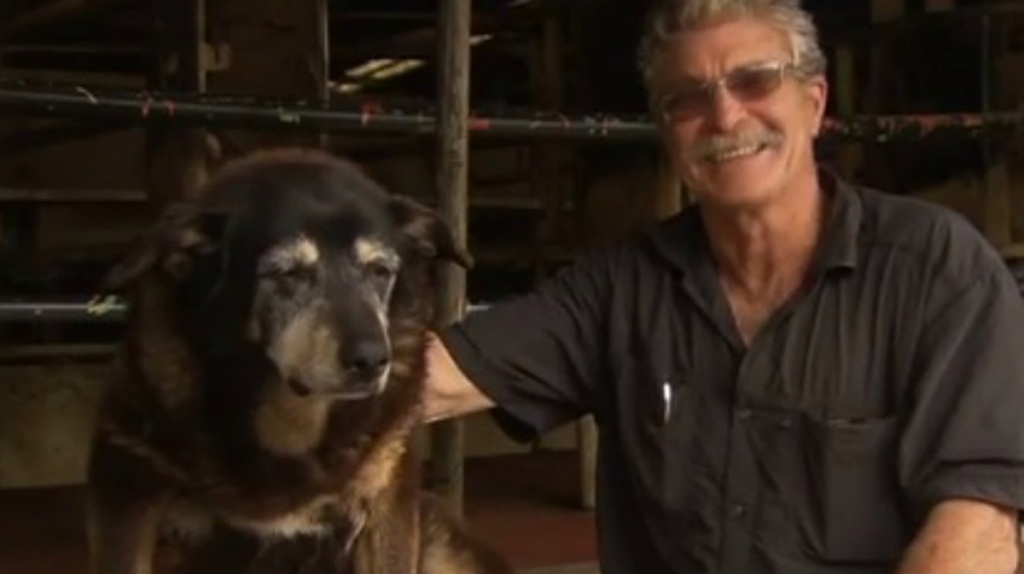 Morre o cachorro mais velho do mundo