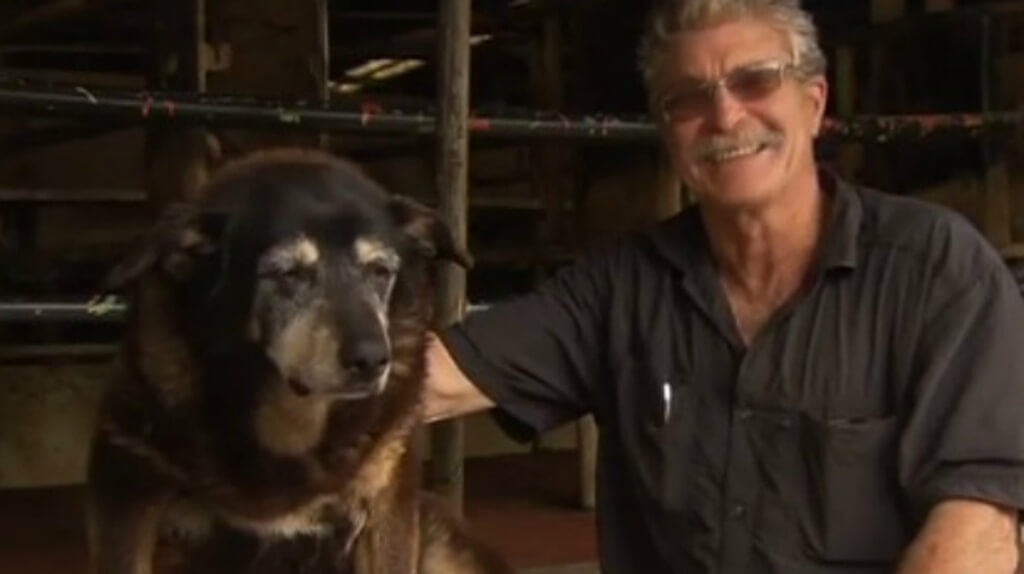 Morre o cachorro mais velho do mundo
