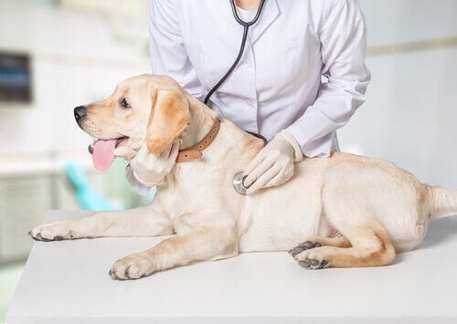 Um novo hospital dá esperança aos animais mais esquecidos