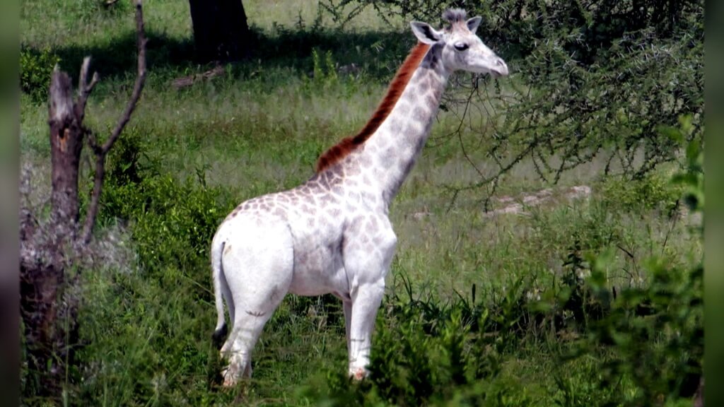 Omo, a primeira girafa branca que não é albina