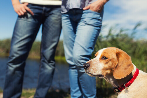É verdade que os animais de estimação sentem ciúmes quando estamos namorando?