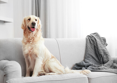 Como limpar os pelos de cachorro da casa