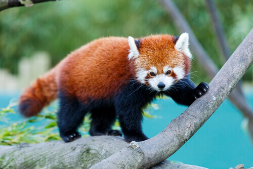 panda-vermelho-2.jpg