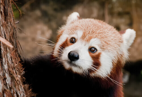 Você conhece o panda-vermelho?