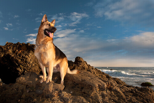 Cachorro em cima de rochas