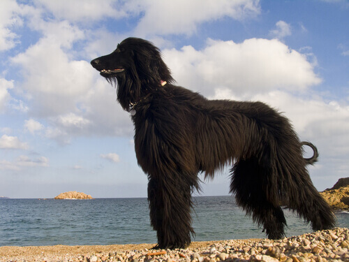 Neste verão haverá uma praia para cães em Barcelona