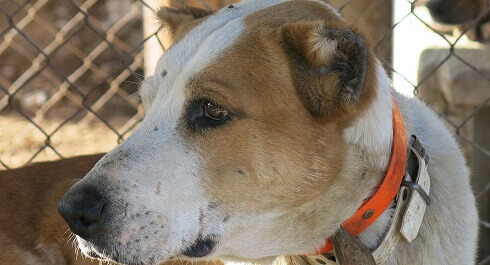 Veterinários e caçadores presos por mutilar cães