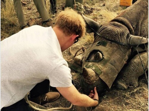 Príncipe da Inglaterra salva rinocerontes