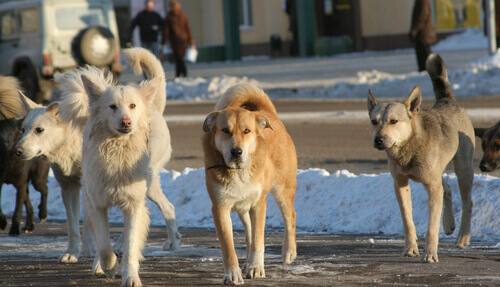 Cachorros na rua