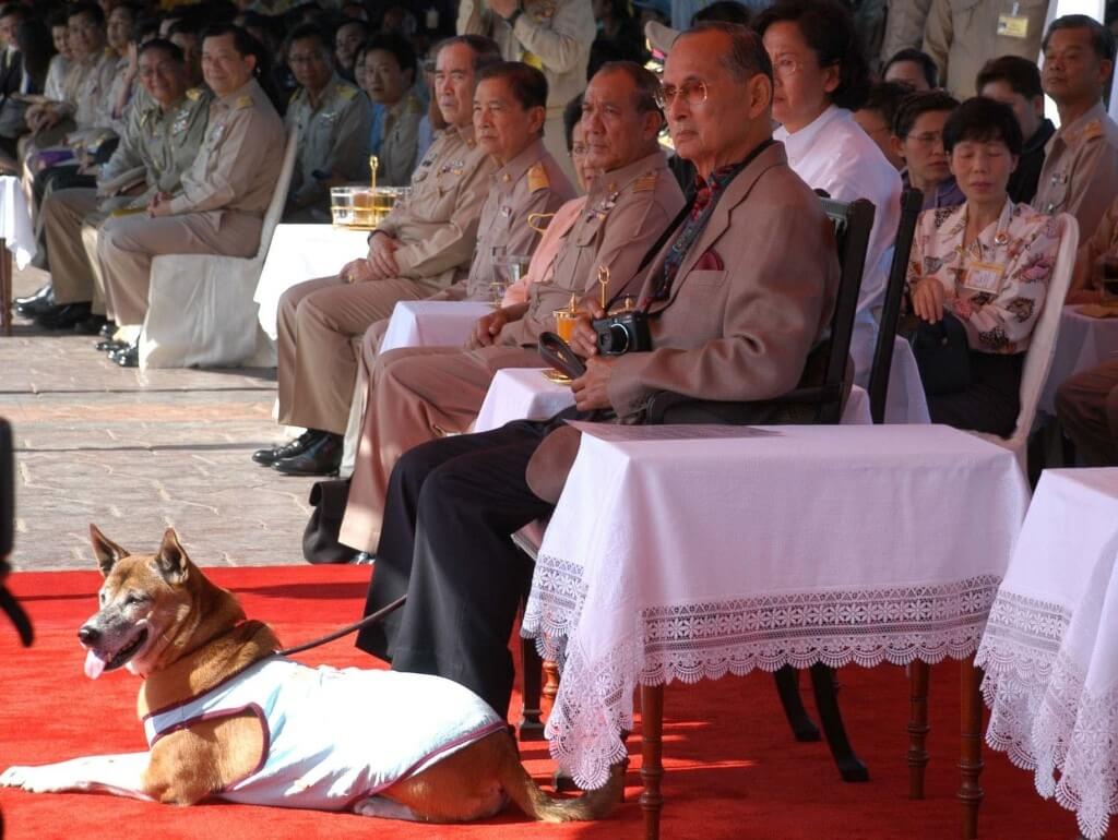 Rei da Tailândia adota cães de rua