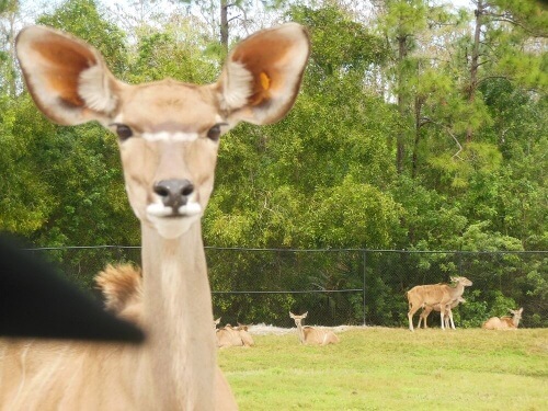 Um safári muito especial com animais que tiveram uma segunda chance