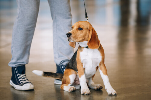 Seu cão te conhece melhor do que ninguém