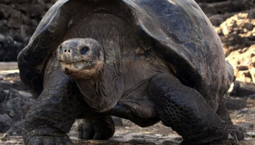 Uma excelente notícia! Pela primeira vez em 100 anos nascem tartarugas em Galápagos