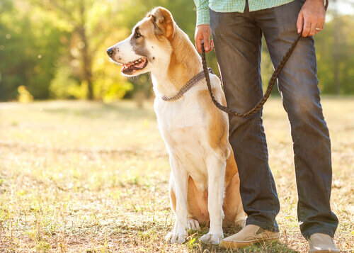 5 truques para tirar os pelos de cachorro das roupas