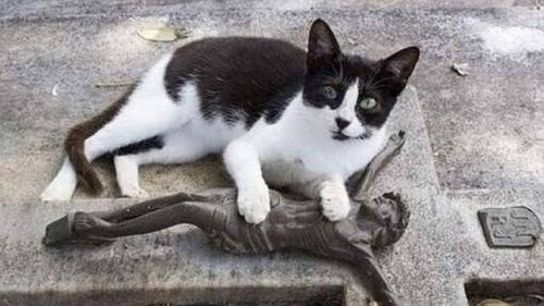 Toldo, o gato que visita diariamente o túmulo de seu dono