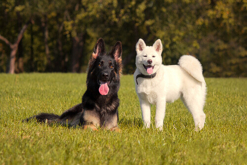 Desvantagens de castrar cão