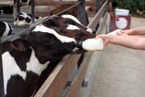 5 fatos que mudarão a forma como você vê os animais de fazenda