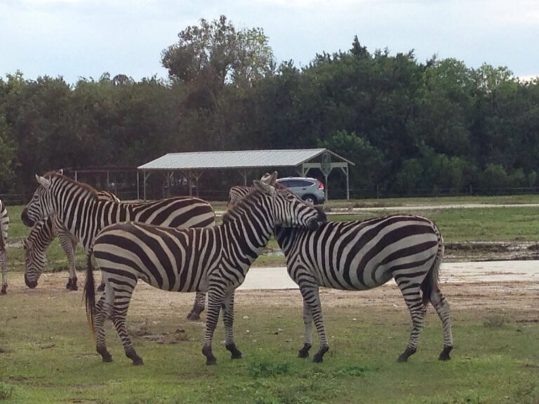 zebras
