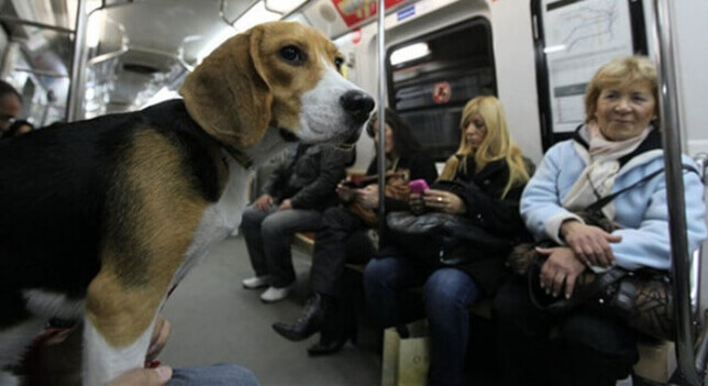 Cachorro no metrô