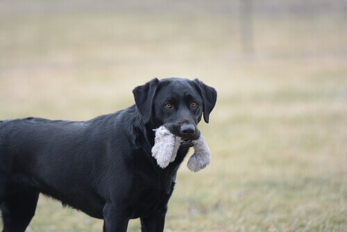7 objetos perigosos para o seu pet
