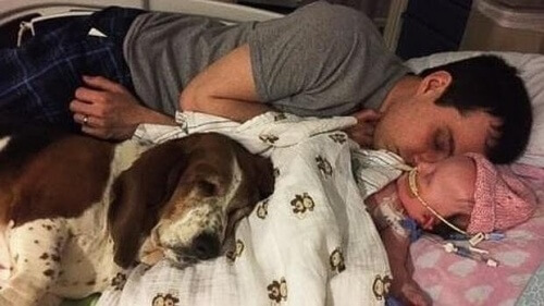 Basset Hound, cão permanece com sua pequena dona até o final